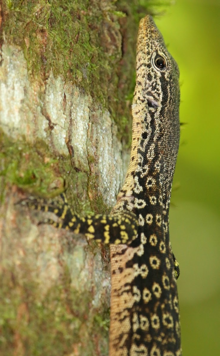 Spotted Tree Monitor