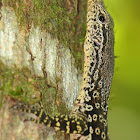 Spotted Tree Monitor