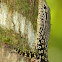 Spotted Tree Monitor