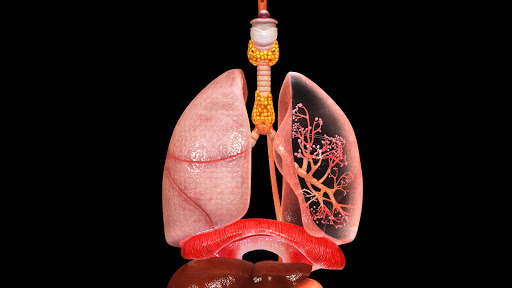 Endocrine Glands Male 3D