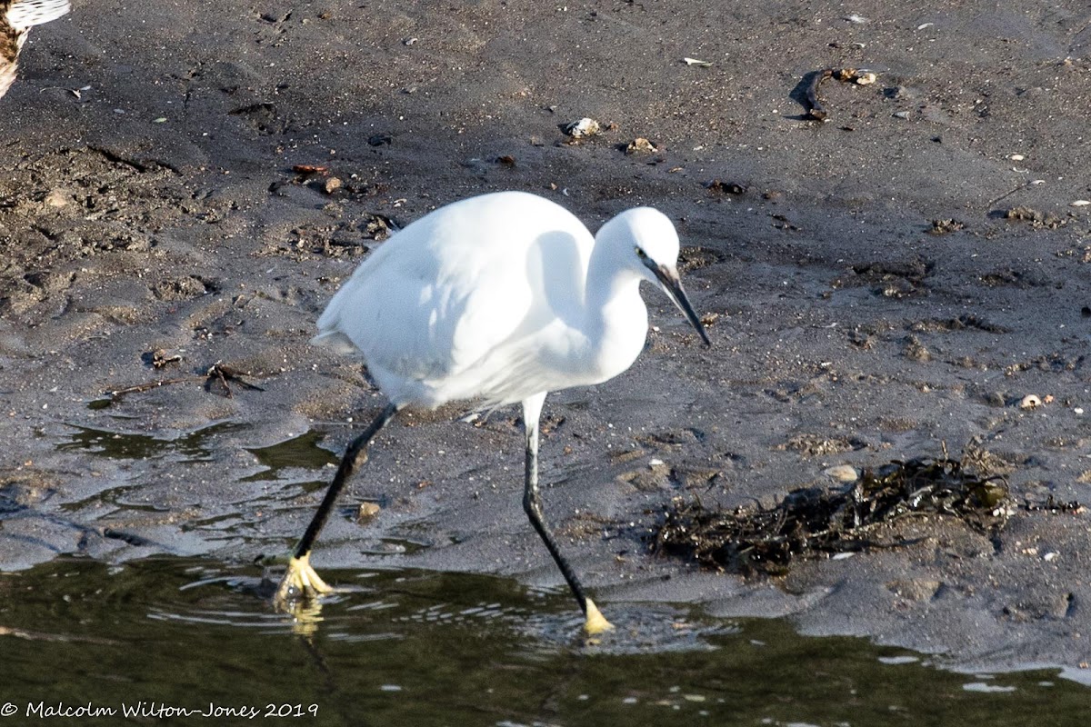 Little Egret