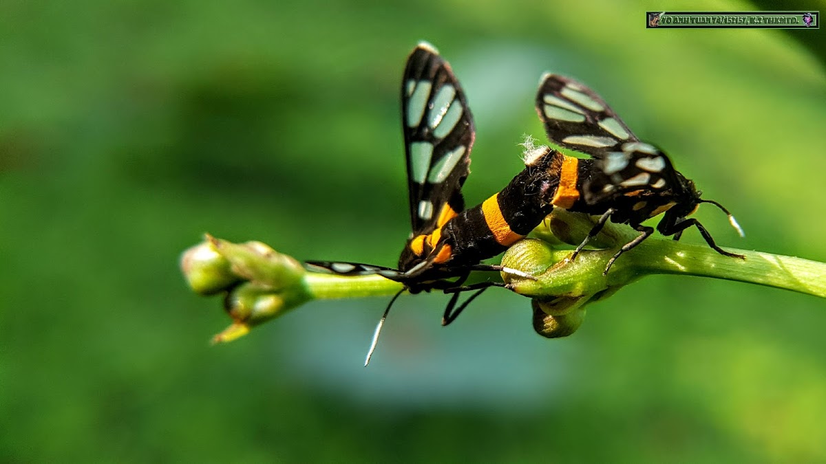 Yellow banded Wasp Moth.