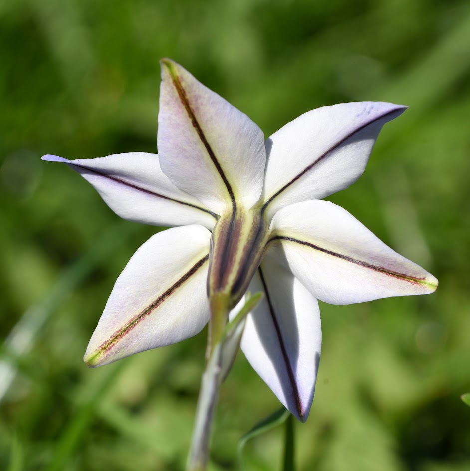 buitenzijde bloemdekbladen