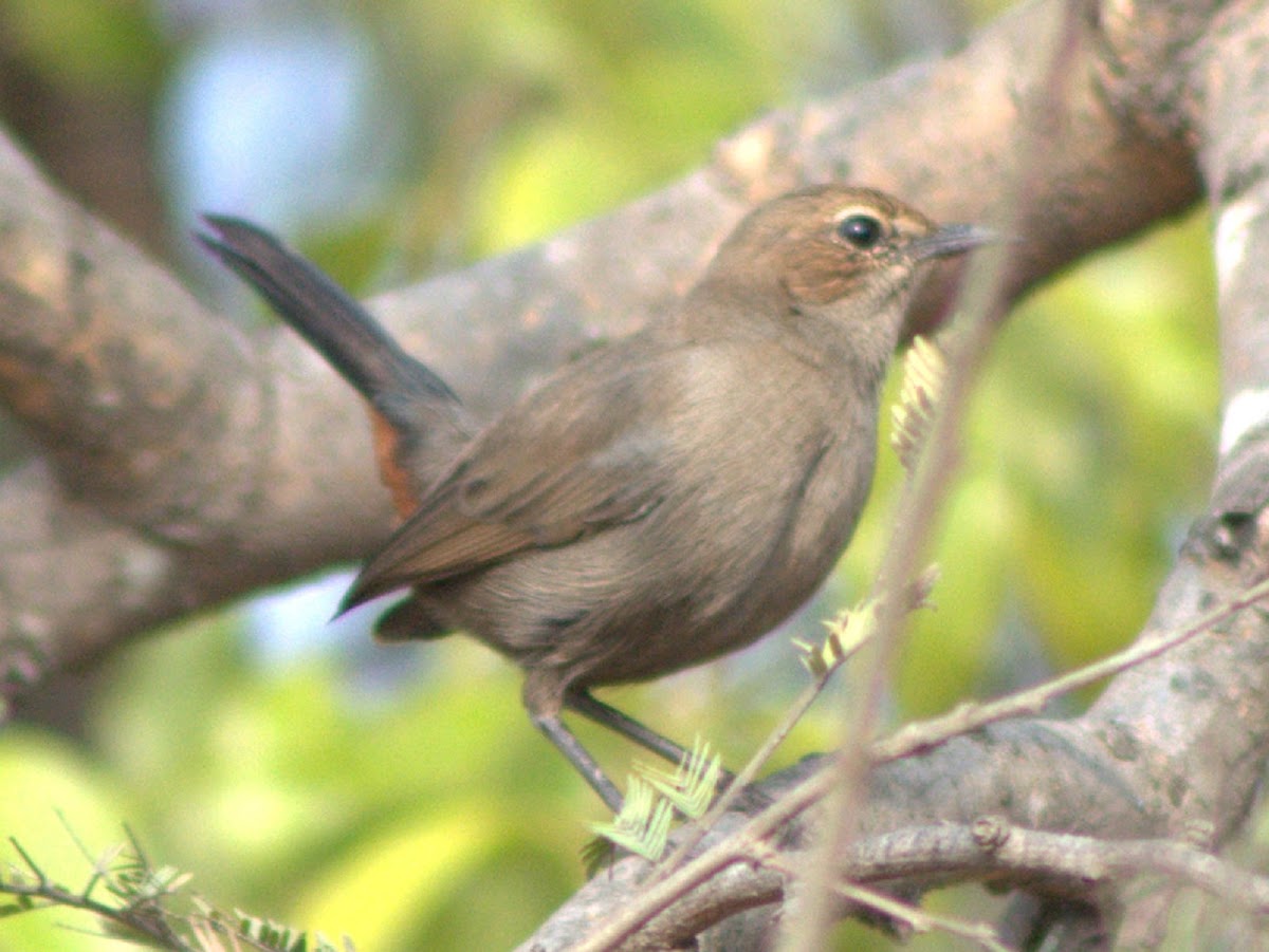 Indian Robin