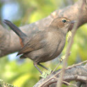 Indian Robin