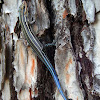 Five-Lined Skink