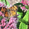 Pearl Crescent Butterfly