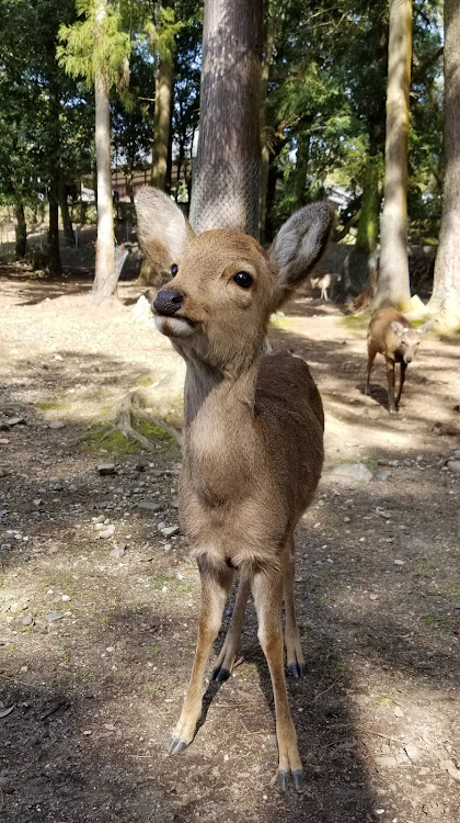 クラウンアスリートのお出かけ♪・奈良旅行・ノープランの旅に関するカスタム事例の投稿画像5枚目