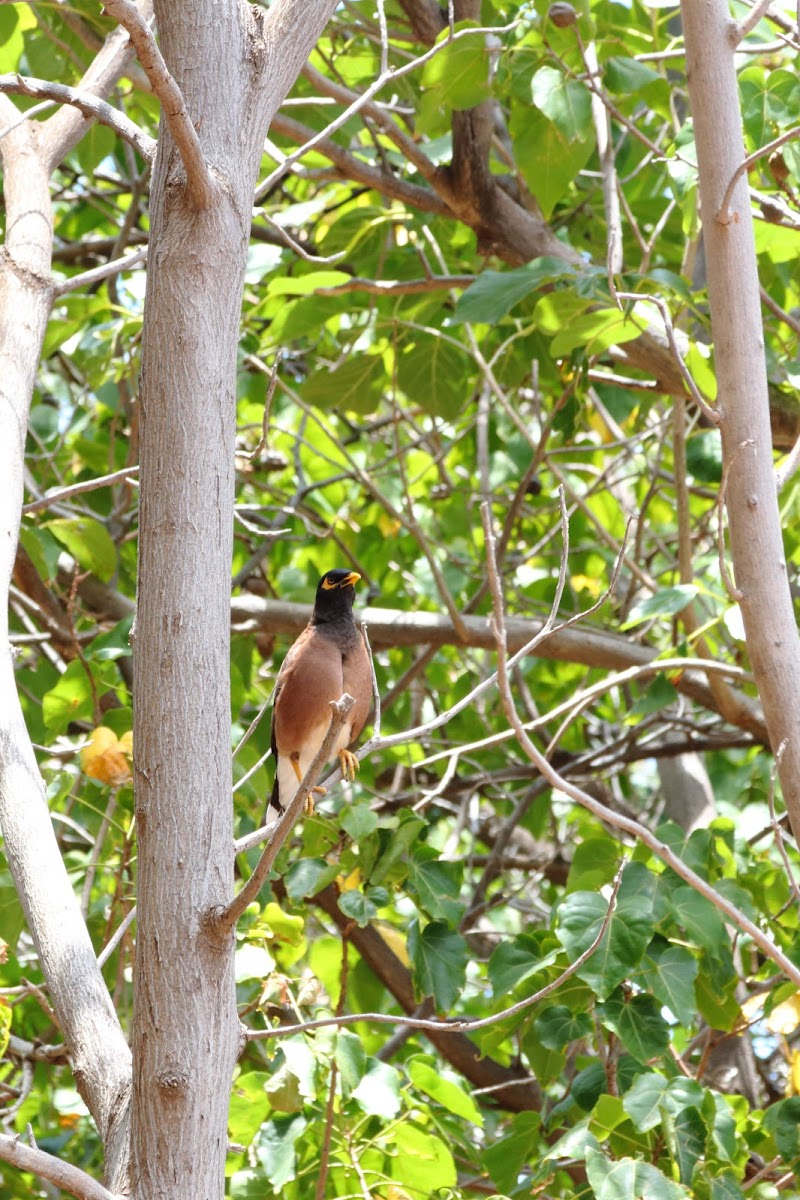 Common myna