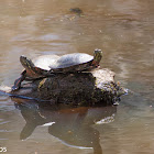 Painted Turtle