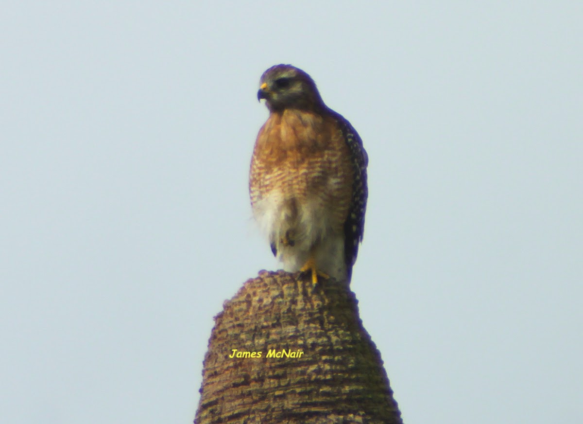 Red-shouldered Hawk