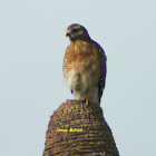 Red-shouldered Hawk