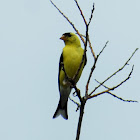 American goldfinch