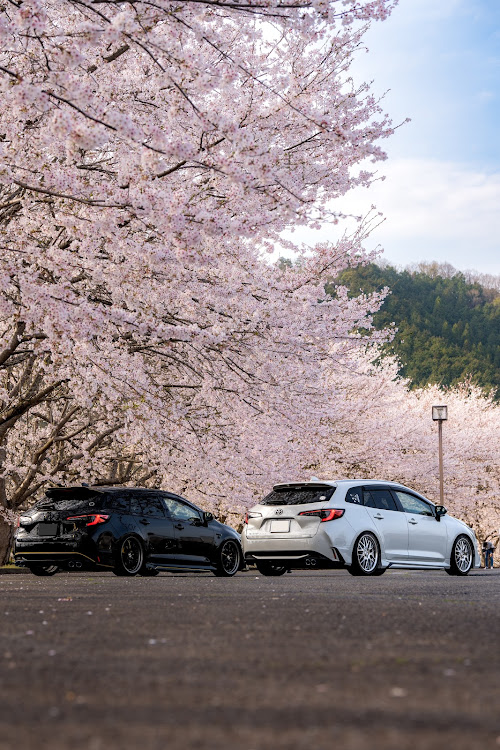 カローラスポーツのいつもイイネ&コメントありがとうございます🙇‍♂️・サクラと愛車（他人の…）・'24但馬桜巡り・桜コラボに関するカスタム事例の投稿画像9枚目