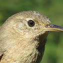 House Wren