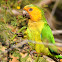 Brown-throated Parakeet