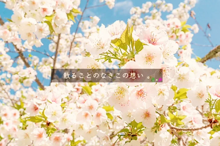 「散ることのなきこの想い 。」のメインビジュアル