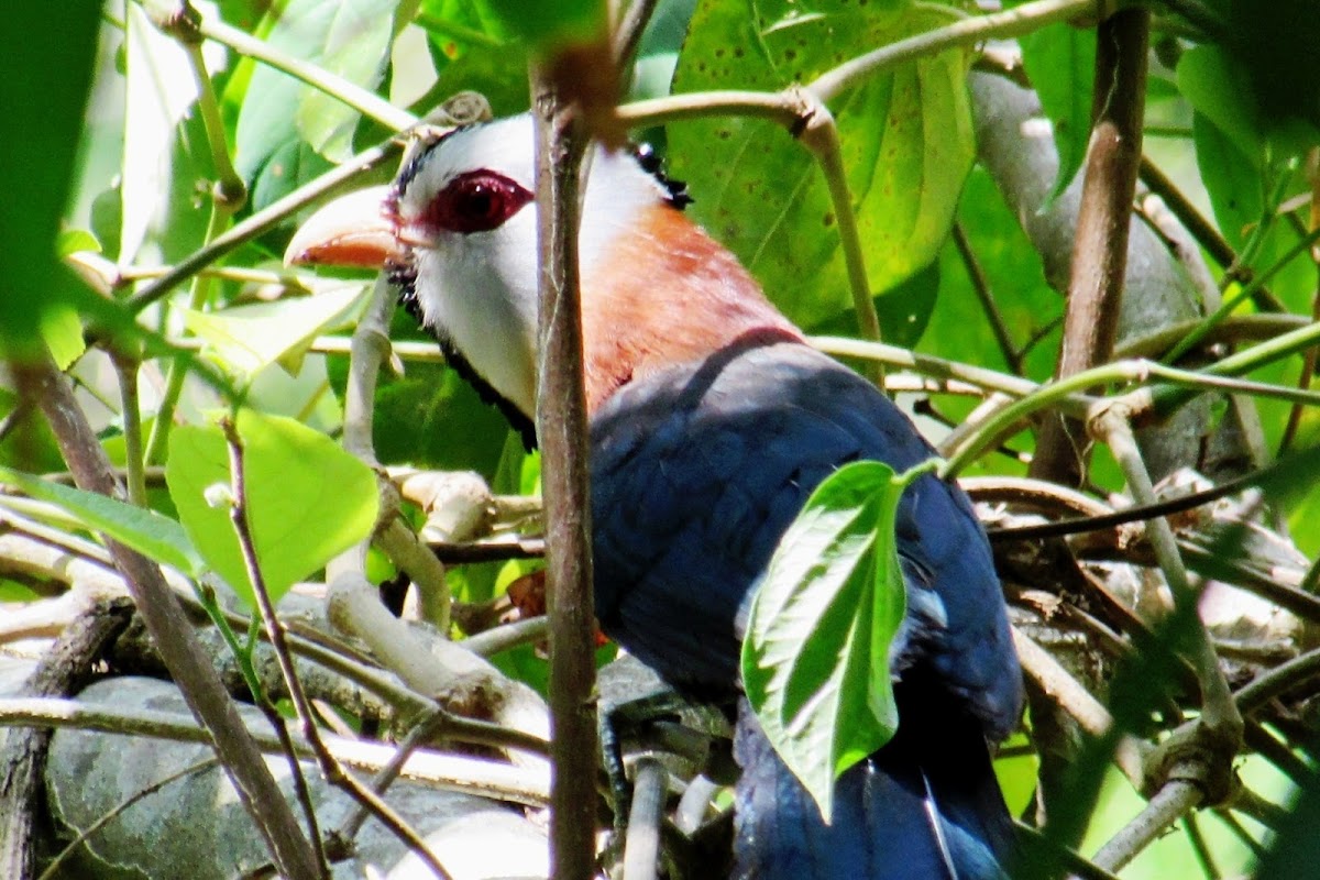 Scale-feathered Malkoha