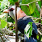 Scale-feathered Malkoha