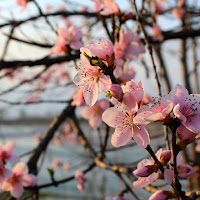 E' Primavera di 