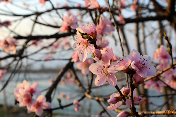 E' Primavera di abi313