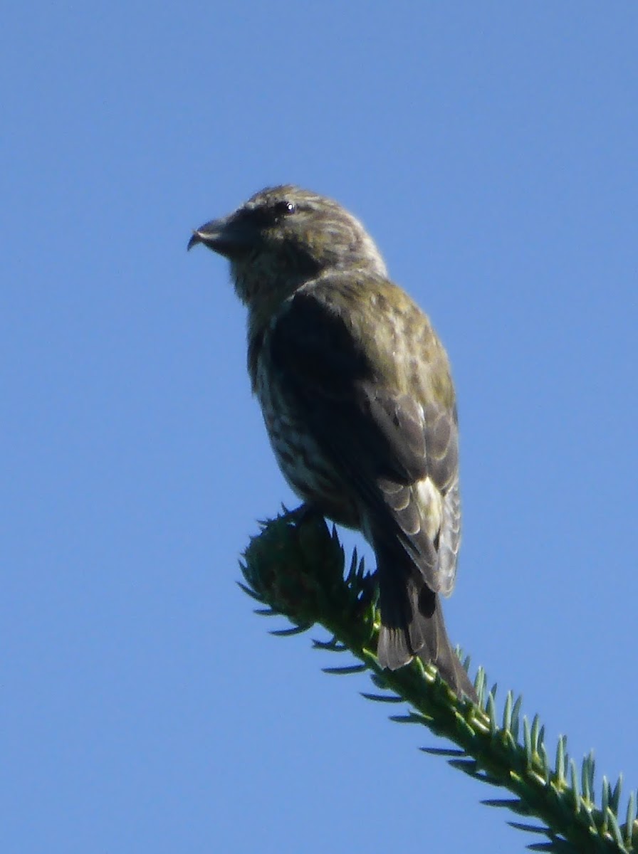 Red Crossbill (Juvenile)