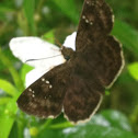 Indian Common Small Flat