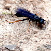 Wood Roach Wasp