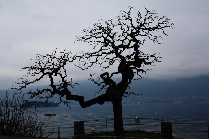 Albero su lago di gian04