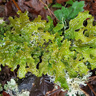 Lungwort lichen