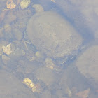 red ear slider