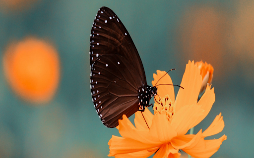 Good Morning Butterfly Image Chrome Theme