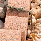 Iberian Wall Lizard