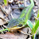 Green anole