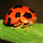 Giant Bamboo Ladybird