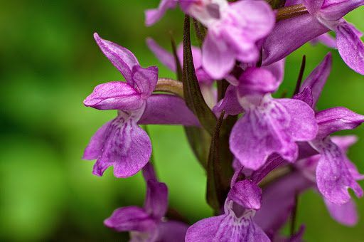 Dactylorhiza elata