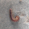 Flat-backed Millipede