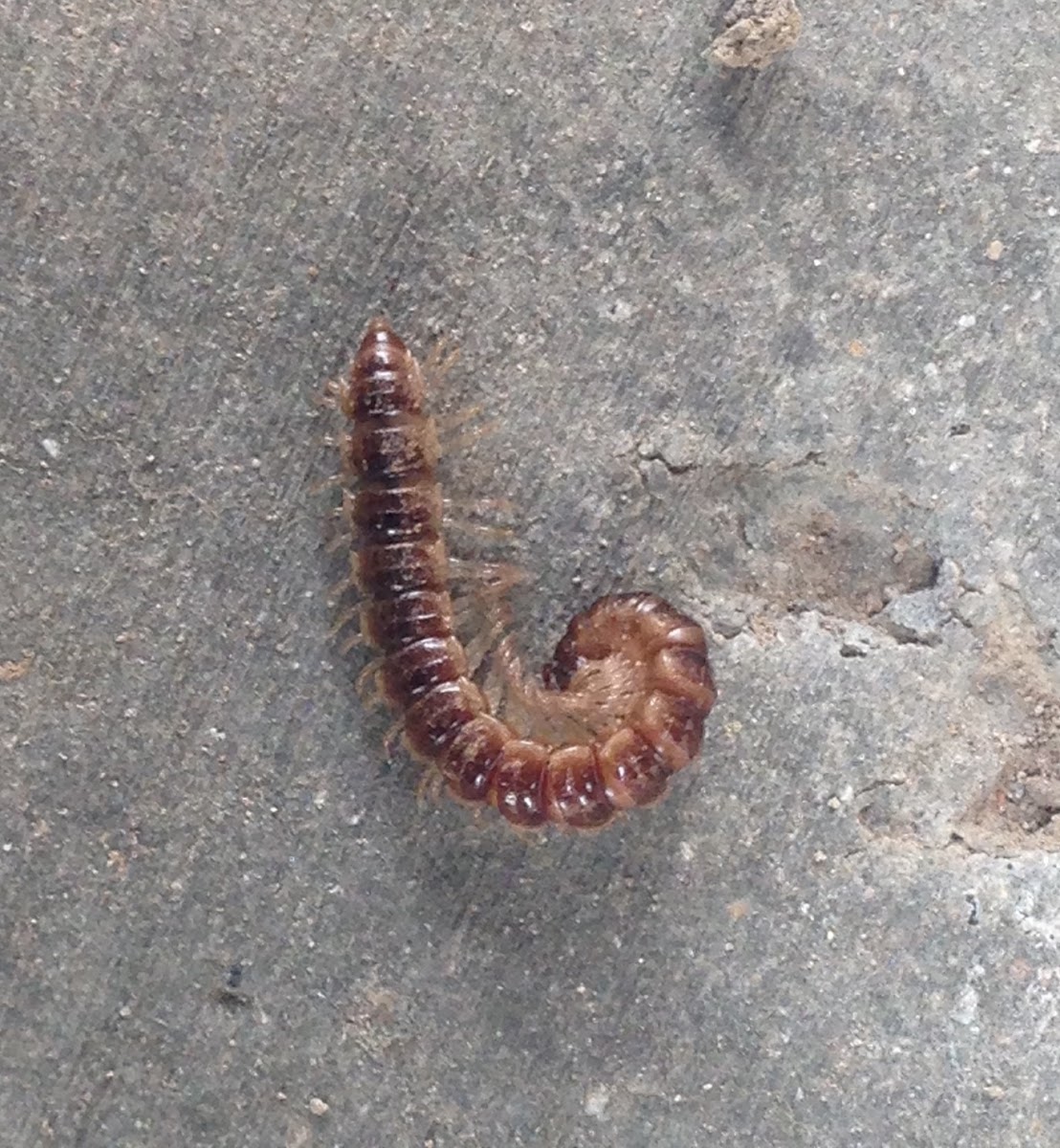 Flat-backed Millipede