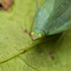 Katydid