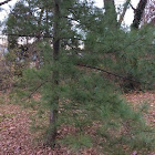 Eastern White Pine