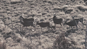 DIY Mule Deer Hunt thumbnail