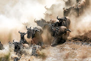 Wildebeest make the perilous crossing of the Mara River during the annual Great Migration. 