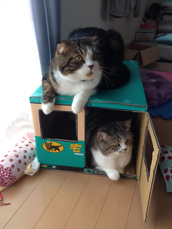 SATOMIN さんが投稿した愛猫紹介・猫好きに関するカスタム事例の投稿画像1枚目