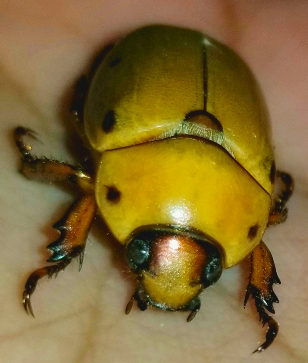 Grapevine beetle