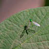 Green long legged Fly