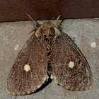 Moth