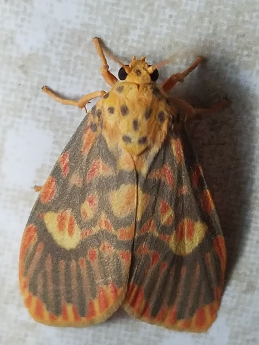 Footman moth