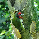 Coppersmith Barbet