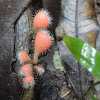 Hairy Cup Fungus, Bristly Tropical Cup