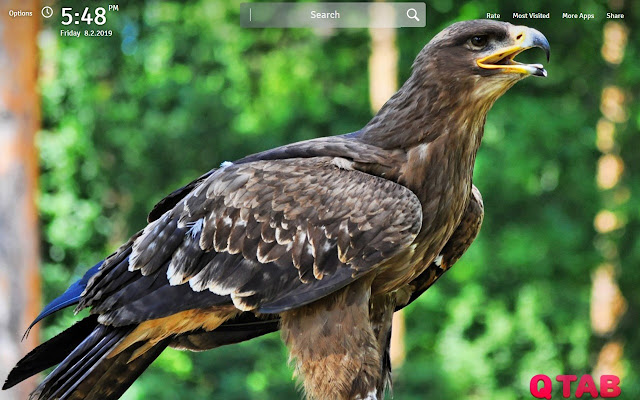 Eagle Wallpapers Theme Eagles New Tab